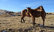 04 Con i cavalli della Baita Cabretondo (1859 m)